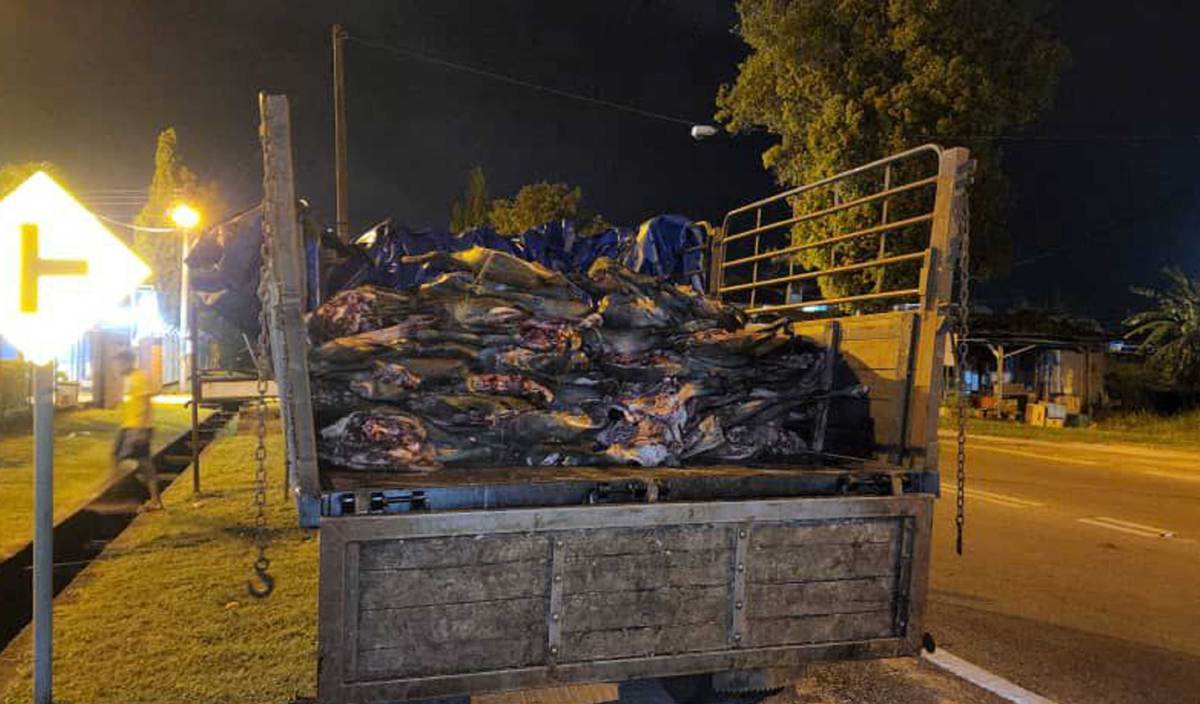 SEBANYAK 3,000kg karkas babi hutan dianggarkan bernilai RM75,000 yang cuba diseludup ke Thailand berjaya dirampas di sebuah pangkalam haram di Pengkalan Kubor. FOTO Ihsan PGA
