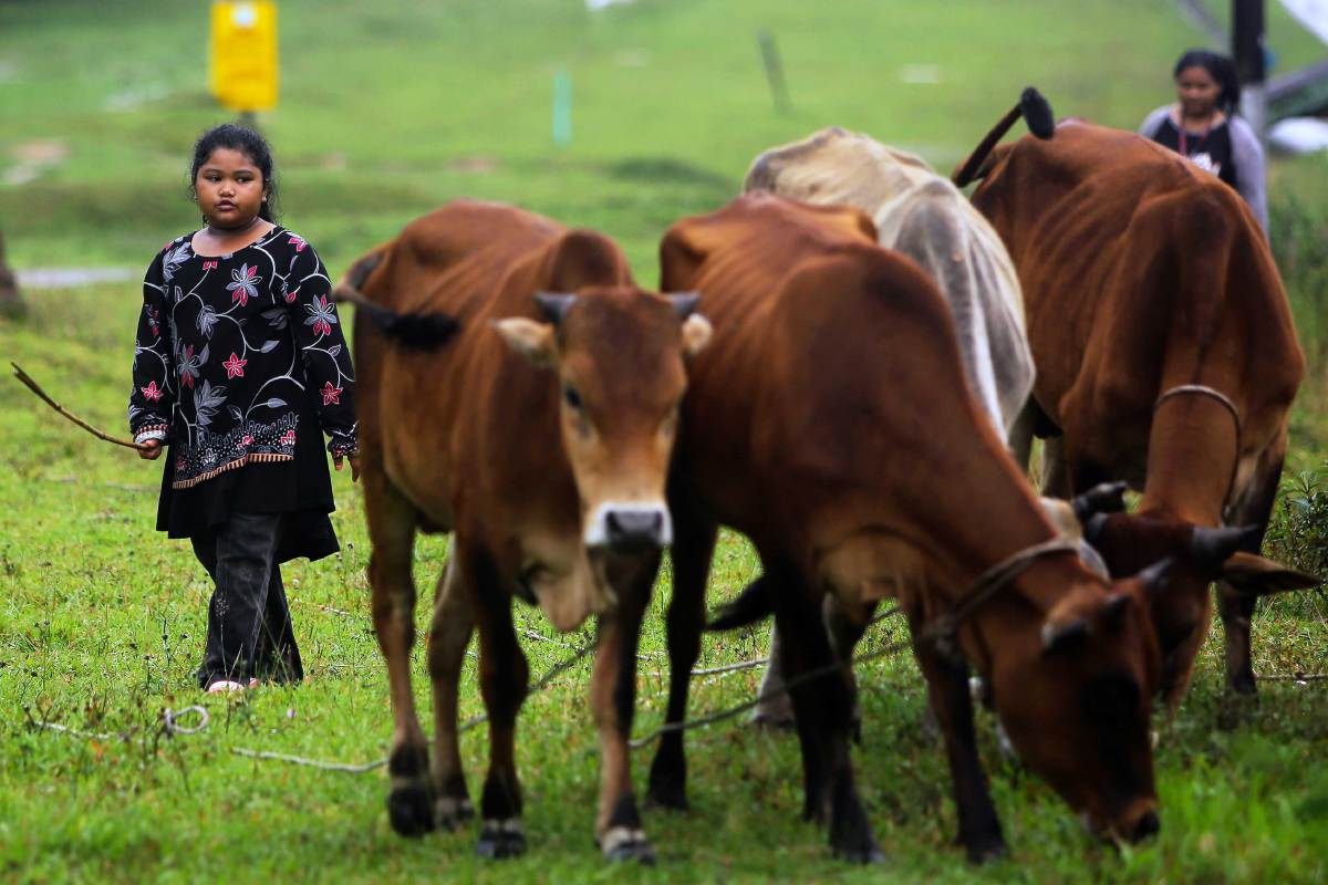 KASIH Atikah kelihatan membawa anak lembu yang dipelihara oleh bapanya, Basri Ibrahim ke padang rumput ketika tinjauan di Kampung Chembong Kecil, Rembau. FOTO BERNAMA