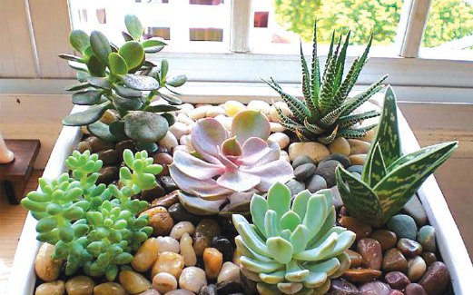 LETAKKAN taman mini kaktus anda pada ruang atau sudut yang sesuai.