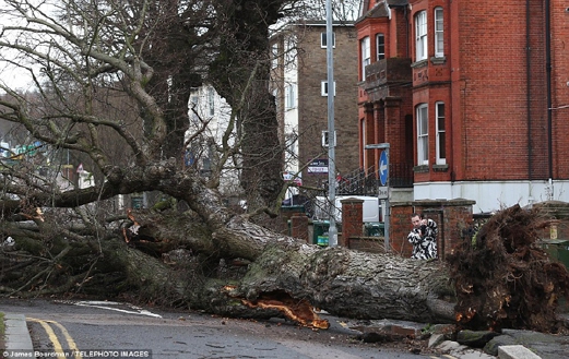 Pokok besar tercabut akibat Taufan Katie di Brighton. - - Foto Daily Mail