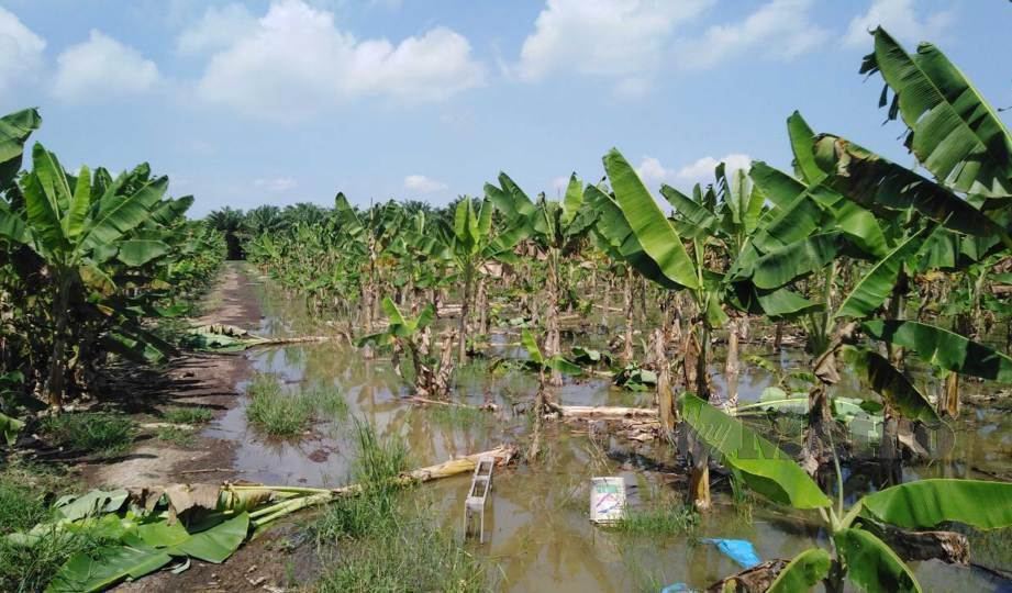 SEBAHAGIAN daripada tanaman kontan pisang yang musnah dilanda banjir di Kampung Parit 10 Gambut. FOTO Amirul Aiman Hamsuddin