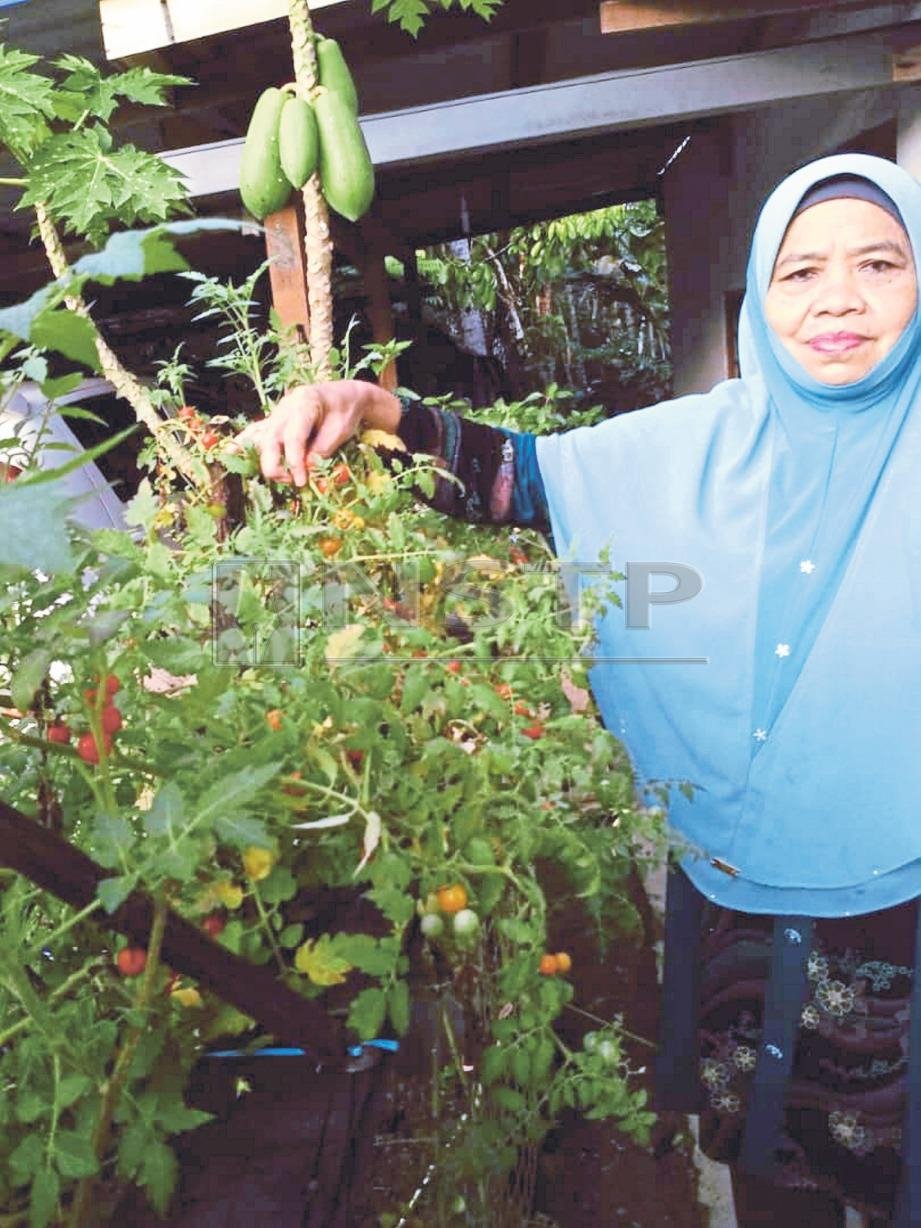 KAMARIAH Hashim, 62, menanam pelbagai jenis tanaman di rumahnya di Jengka 16, Pahang.