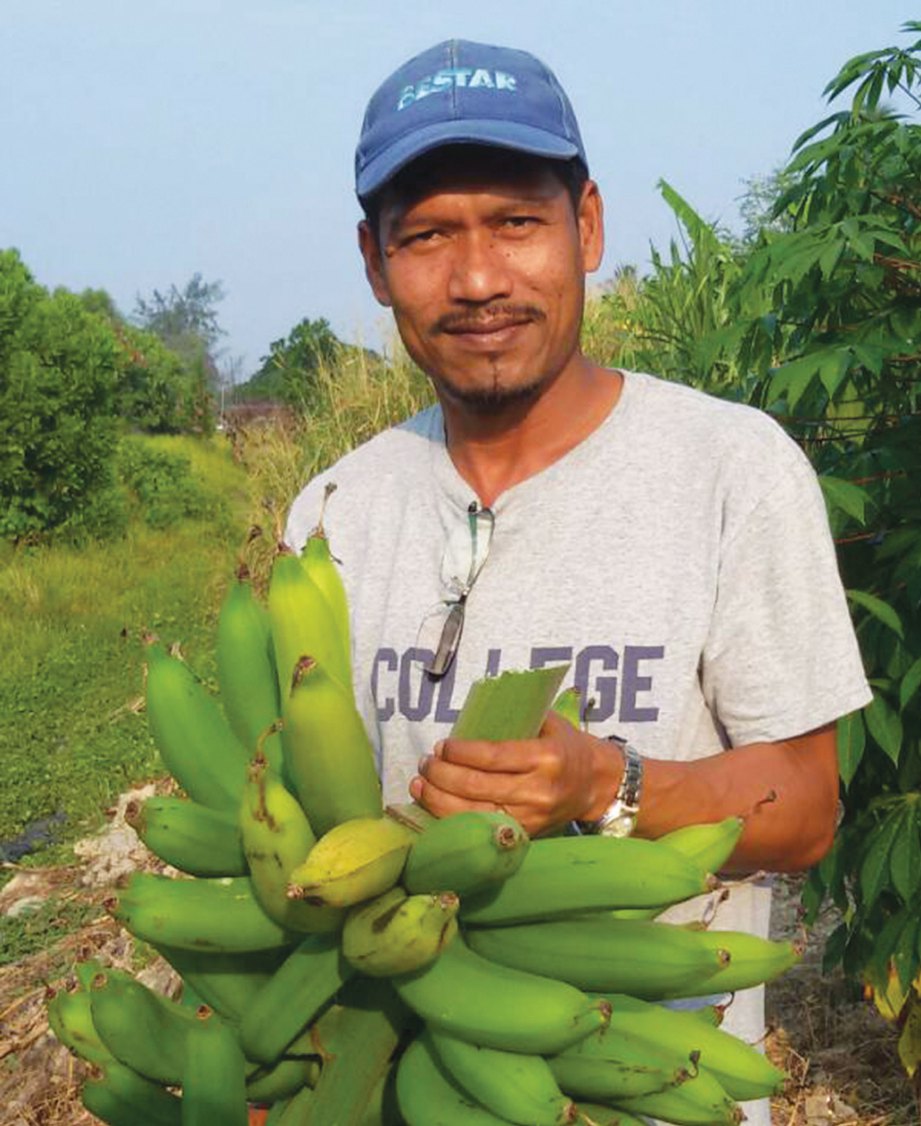 SEMAON bersama hasil pisang yang ditanam.