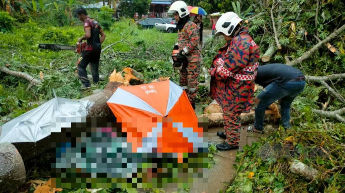 ANGGOTA bomba membantu mengeluarkan mayat wanita warga emas yang meninggal dunia selepas dihempap pokok kekabu tumbang. FOTO ihsan bomba 