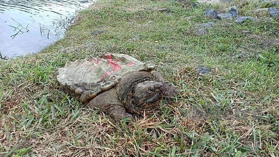 SPESIS Alligator Snapping Turtle yang dilepaskan di tasik Putrajaya. FOTO ihsan pembaca