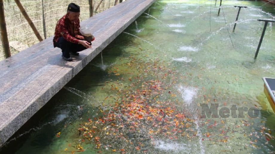 DR Ab Aziz memantau kawasan ternakan ikan kelah dan ikan koi di kolam miliknya. FITI Nik Abdullah Nik Omar. 