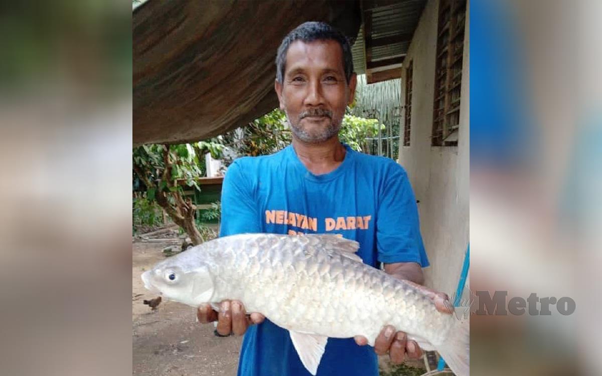 RAHIM bersama ikan kelah seberat 2.6 sekilogram yang ditangkap di Sungai Pahang. FOTO MOHD RAFI MAMAT