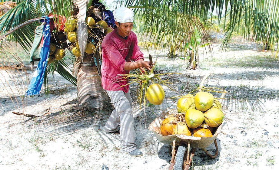 PAHANG hanya hasil 3.2 juta biji kelapa setahun berbanding keperluan 28 juta.