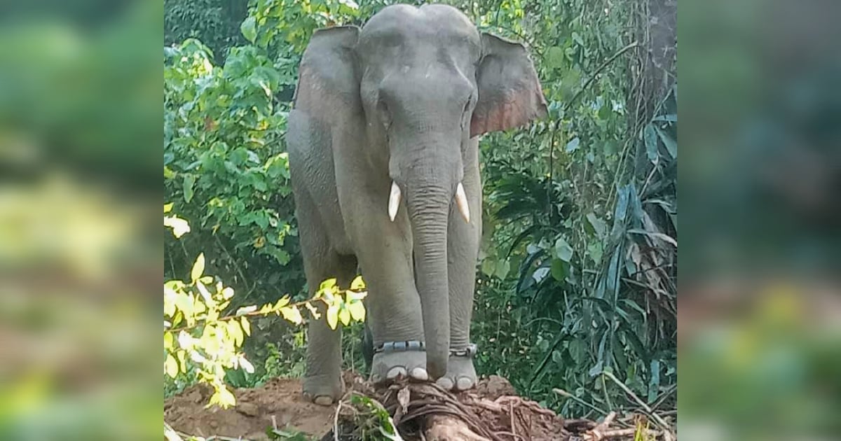 Gajah liar rosakkan kebun penduduk masuk perangkap