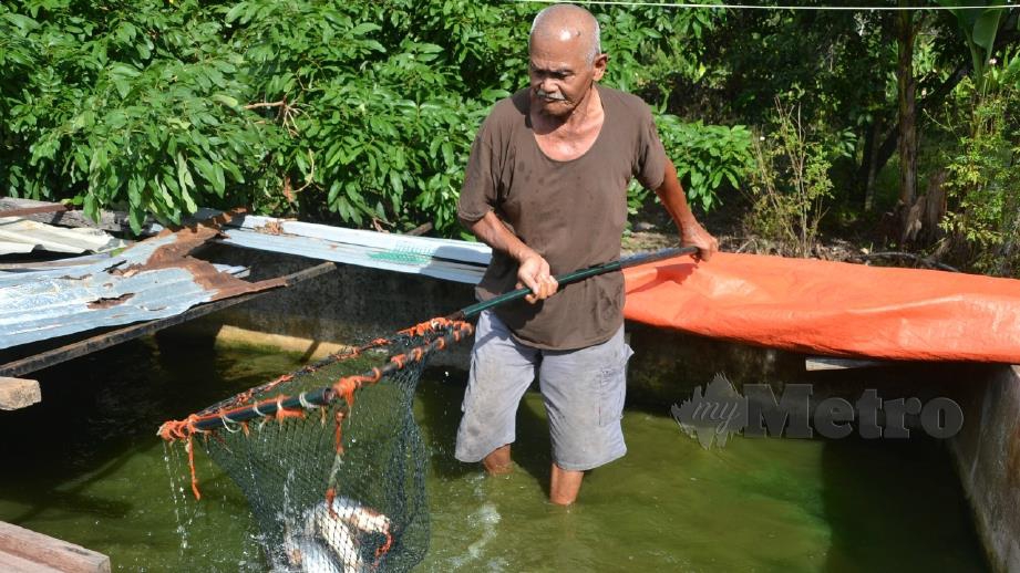 MD Sarif menyauk ikan dalam kolam konkrit di Kampung Ramuan Cina Kecil, Masjid Tanah. FOTO Hassan Omar