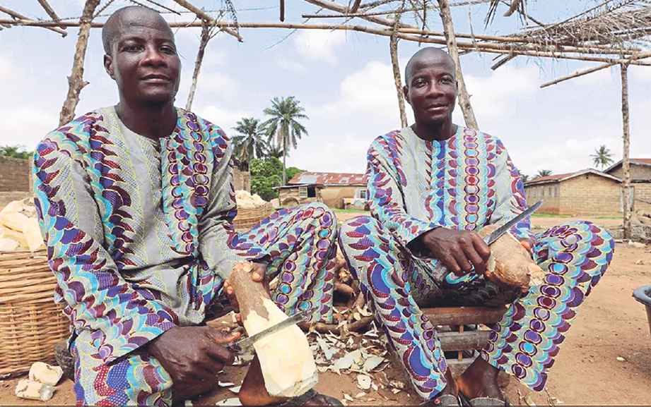 PASANGAN kembar, Kehinde dan Taiwo Aderogba mengupas ubi kayu di Igbo Ora. FOTO Agensi