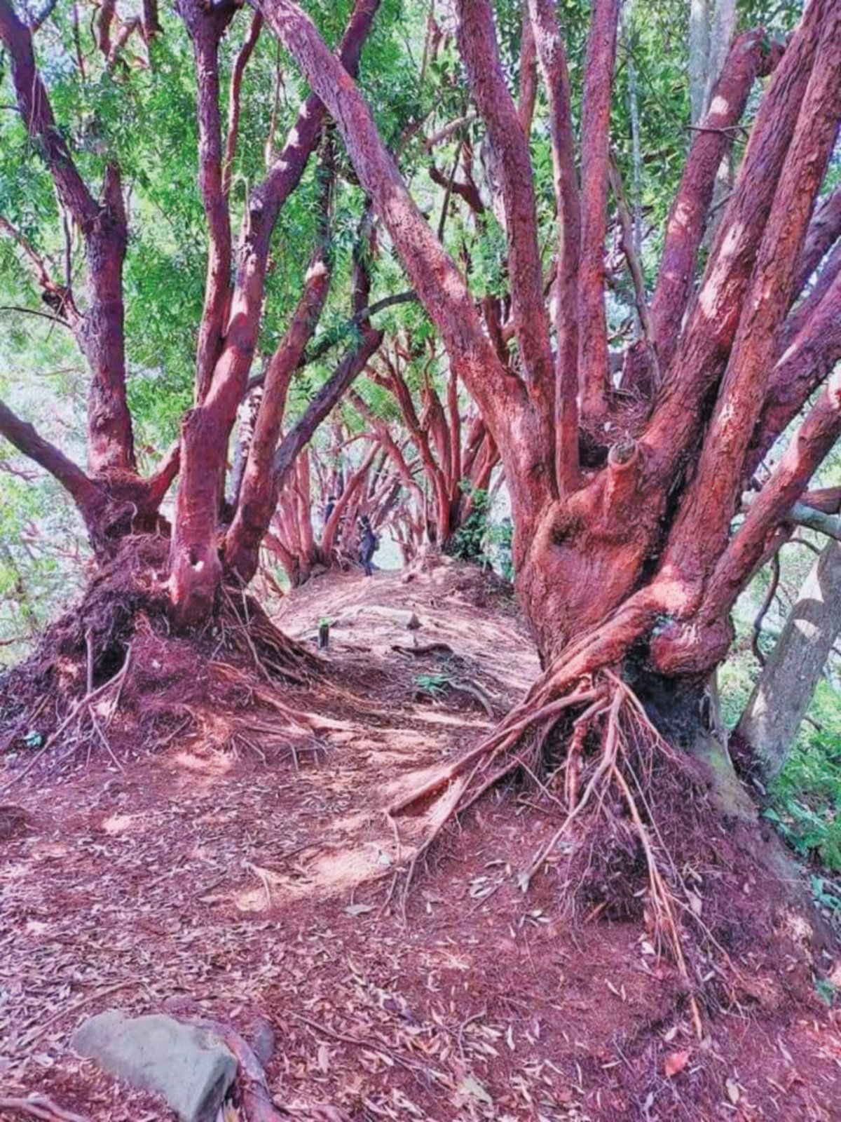 SUASANA indah di puncak Bukit Merah kerana pokok yang berwarna merah. FOTO Roselan Ab Malek