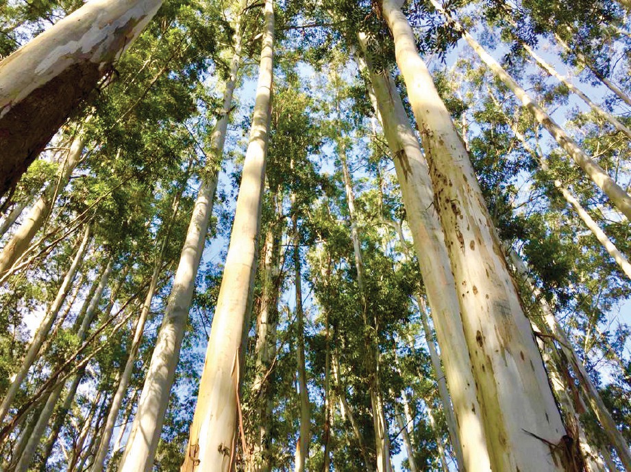 HUTAN pokok eucalyptus banyak  di Munnar.
