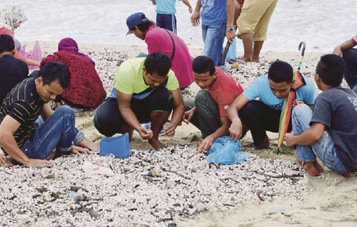 Orang ramai tidak melepaskan peluang mengutip kerang yang mendarat di Pantai Seberang Takir.
