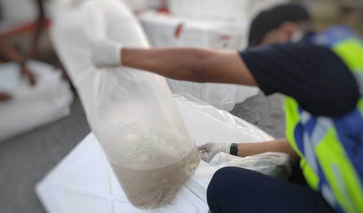 SEBAHAGIAN 30,000 ekor benih ikan kerapu tanpa permit import dirampas oleh Jabatan Perkhidmatan Kuarantin dan Pemeriksaan Malaysia (MAQIS) di Kompleks Kargo Lapangan Terbang Antarabangsa Langkawi. FOTO Ihsan Maqis