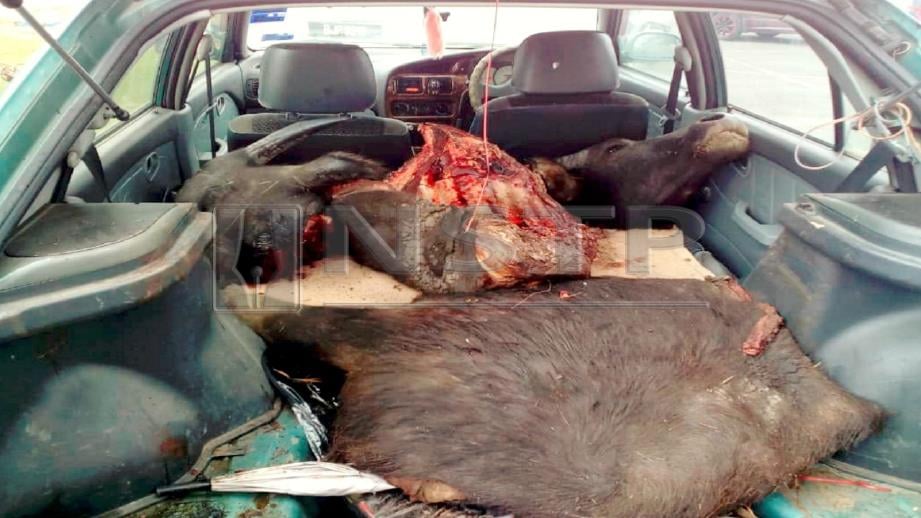 Daging kerbau curi yang dipotong dan disimpan dalam kereta. FOTO Ihsan Pembaca