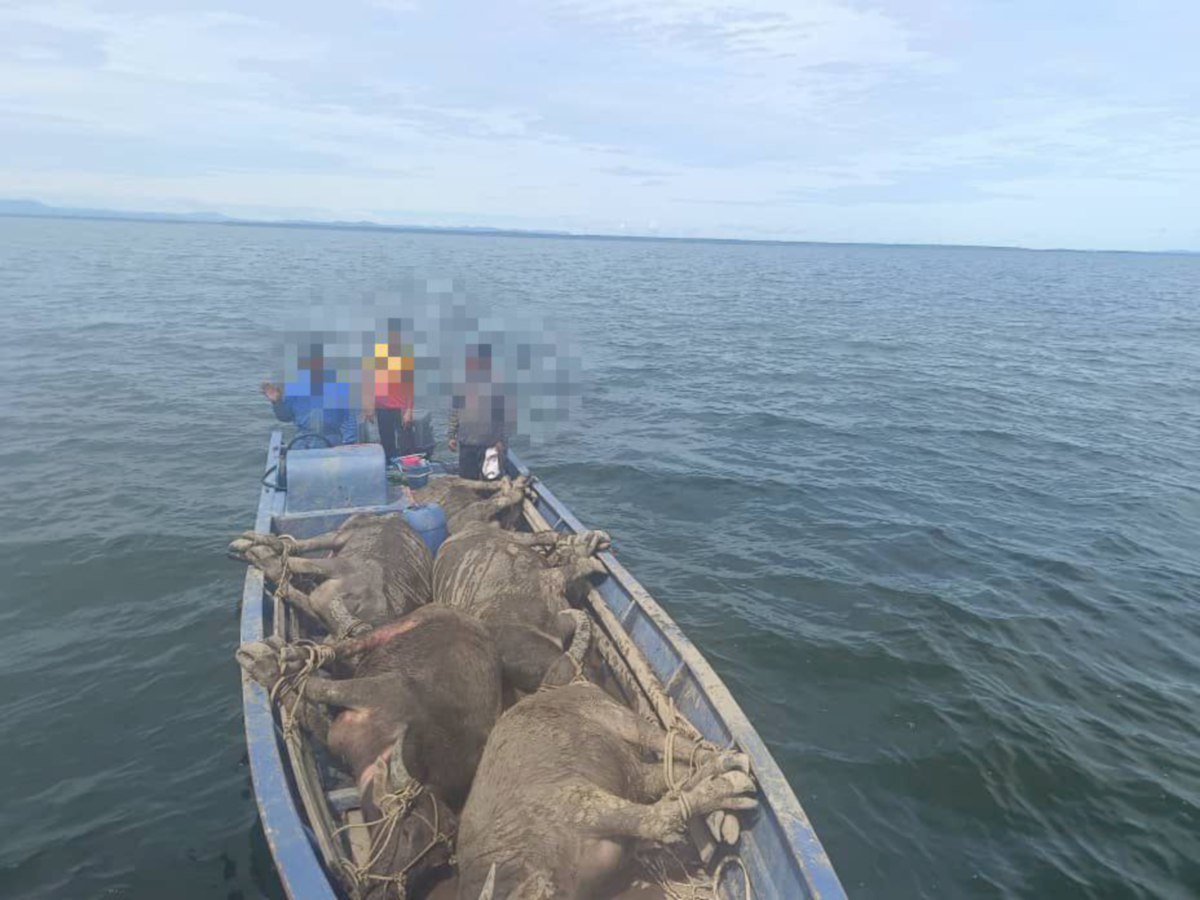 Maritim Malaysia menahan sebuah bot penumpang yang membawa muatan lima ekor kerbau dari Sabah untuk dibawa ke Lawas, Sarawak, semalam. FOTO IHSAN MARITIM MALAYSIA