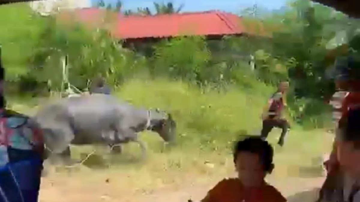 TANGKAP layar video tular seekor erbau yang terlepas dari ikatan merempuh penduduk kampung sehingga seorang wanita cedera. FOTO tular