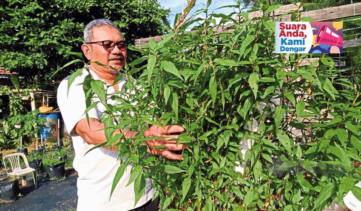 POKOK daun kesum boleh diambil jika mahu digunakan penduduk setempat manakala hasil pokok utama dijual untuk dibuat modal menanam semula. FOTO Omar Ahmad 