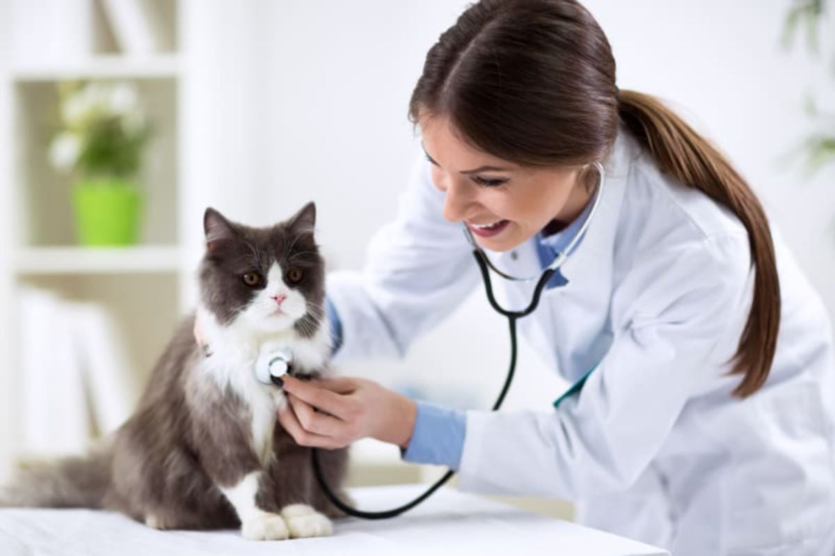 BAWA haiwan peliharaan ke doktor perubatan veterinar jika tidak sihat. 