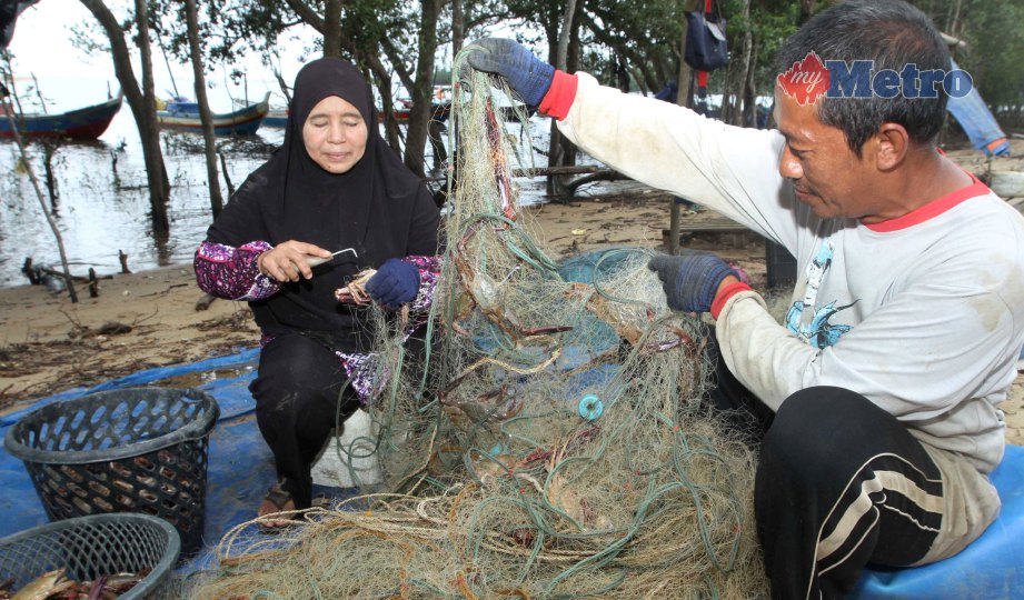  YUSOF mengeluarkan ketam mancis yang ditangkap menggunakan jaring khas di pangkalan nelayan Kampung Badong. FOTO Mohd Rafi Mamat