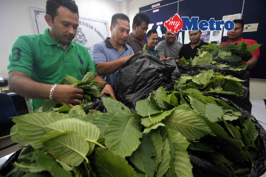 Anggota polis memeriksa daun ketum yang dirampas di Jitra, Kedah, tahun lalu. - Foto Fail