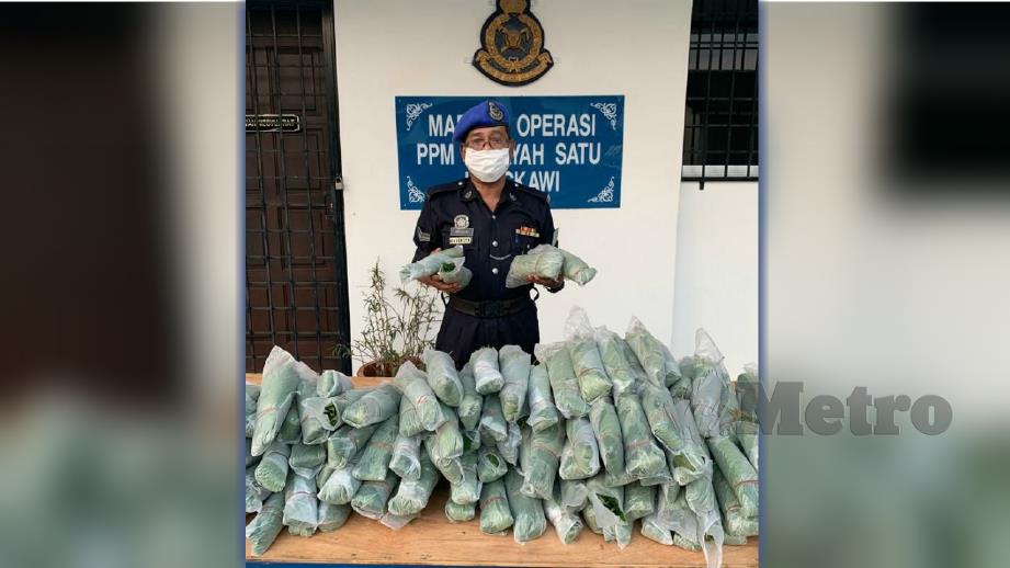 SEBAHAGIAN daripada  40 kilogram daun ketum yang dirampas Pasukan Polis Marin Wilayah 1 Langkawi. FOTO Ihsan PPM.