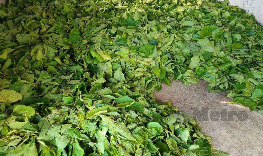TIMBUNAN daun ketum segar yang disimpan dalam stor. FOTO Zuliaty Zulkiffli