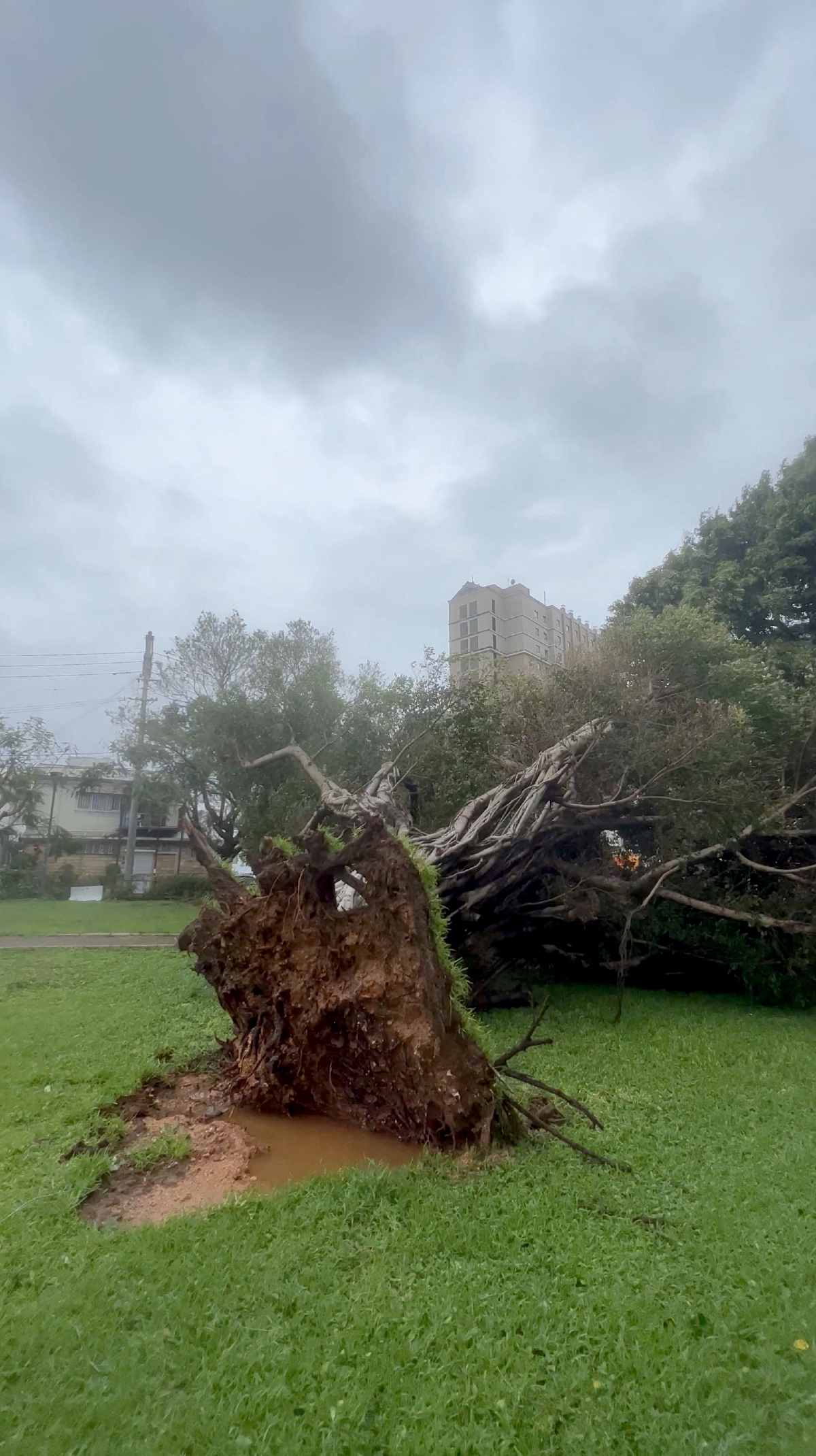 AKAR pokok yang tercabut dari tanah akibat angin kencang dan hujan lebat susulan Taufan Khanun di wilayah Okinawa, Jepun. FOTO Instagram/@tamaki_nakajima_okinawa/ Reuters  