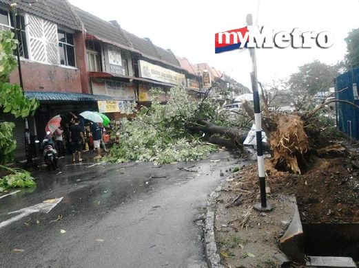 Pokok tumbang berikutan ribut  di Paroi. FOTO Khairul Najib Asarullah Khan
