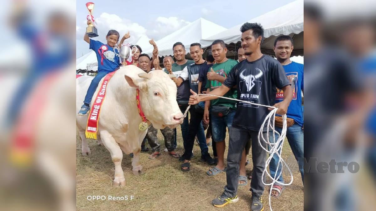 Muhamad Bakri bersama lembu baka charolais miliknya yang dinobatkan sebagai King of Sado di Himpunan Lembu Sado 2022. FOTO ihsan pembaca