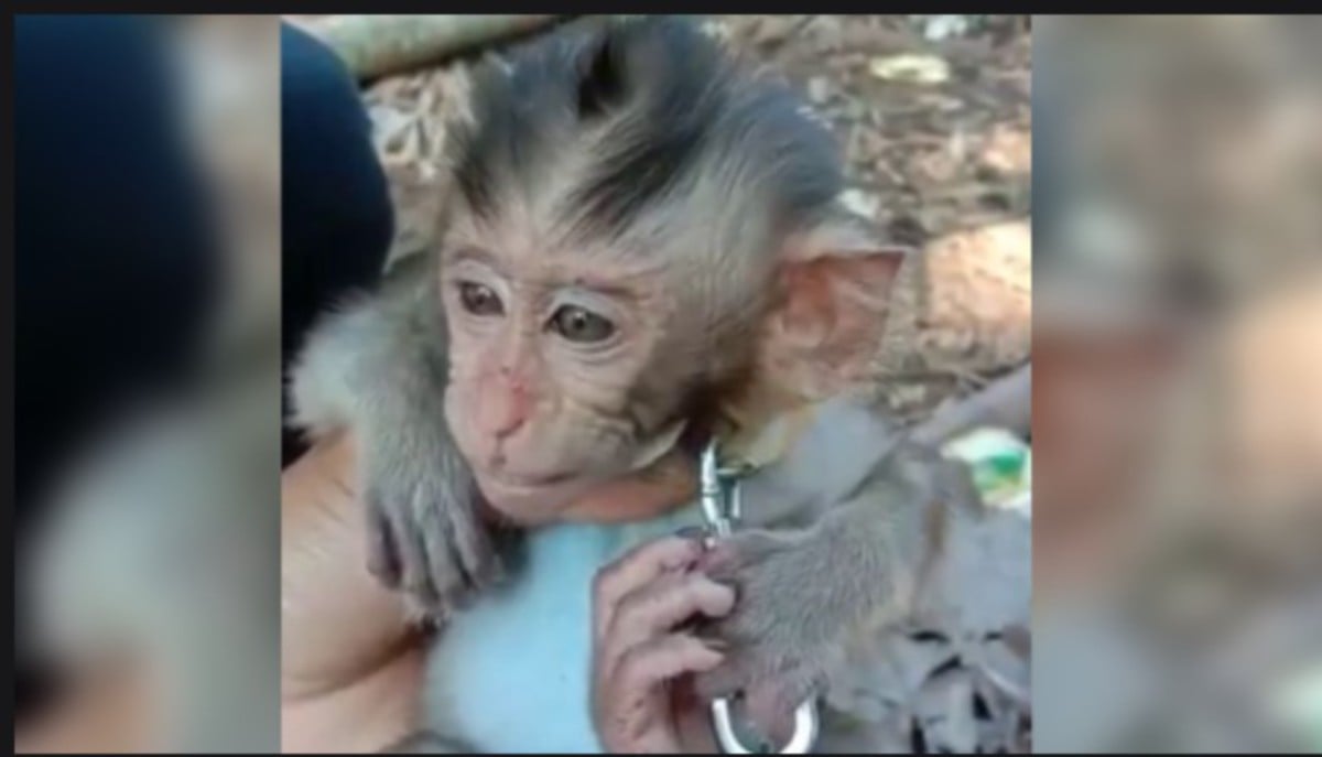 ANAK monyet yang didera Asep Yadi. FOTO Detik.com