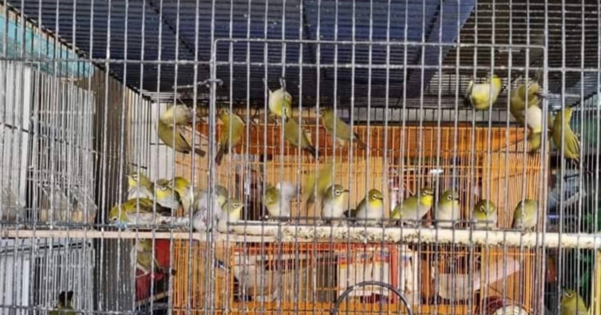 Perhilitan Rampas 82 Burung Dilindungi Undang Undang Harian Metro 