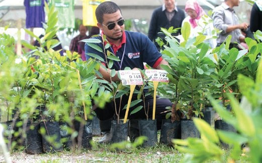 PENOLONG Pegawai Pertanian UPM, Mohd Rosman Jamaludin menjual anak pokok klon serendah RM10.