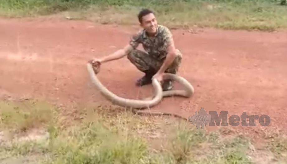 ANGGOTA tentera tersenyum selepas berjaya menangkap ular tedung selar.