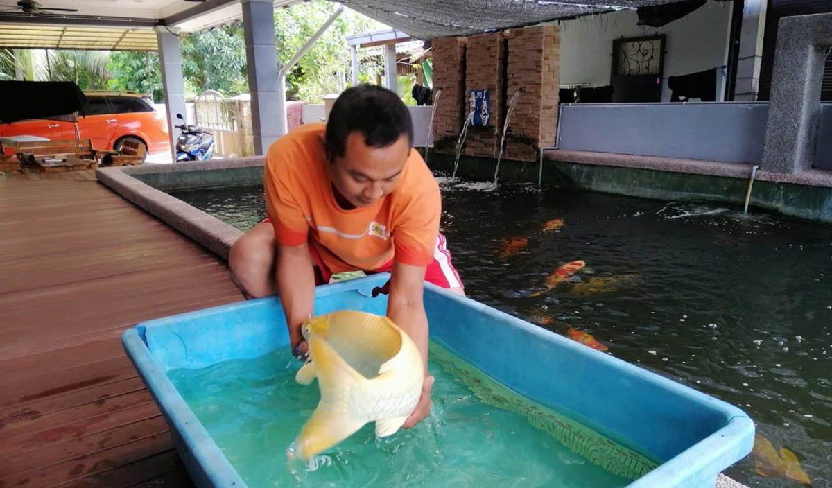 Pemuda sanggup jual tanah beli ikan koi RM300,000 seekor