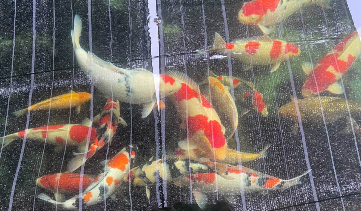 HARGA ikan koi yang diternak di kolam di rumah Usop Cerek berharga RM20,000 hingga RM60,000 seekor. FOTO Ihsan Mohd Zulkifli Husin