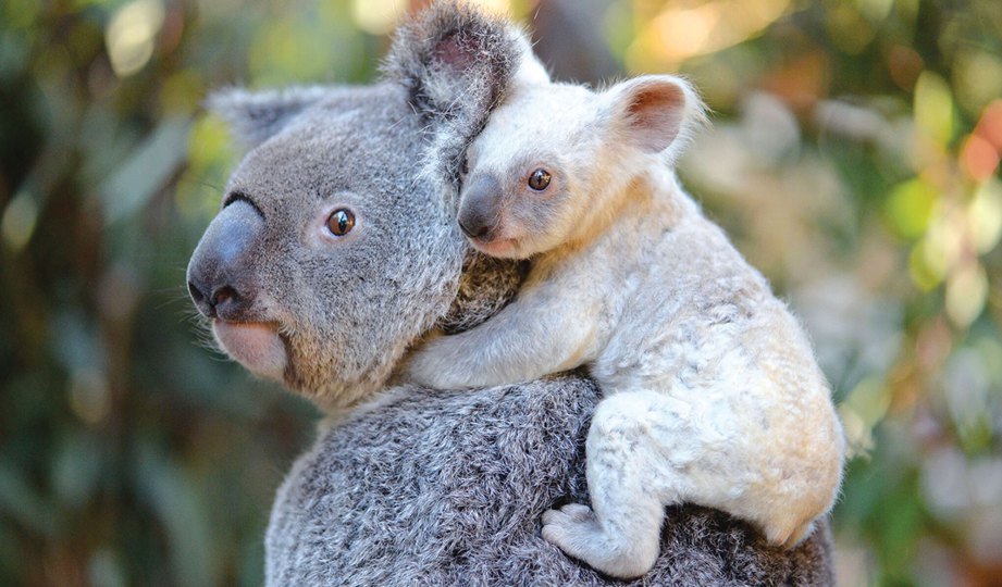 JOEY koala putih amat jarang dijumpai.