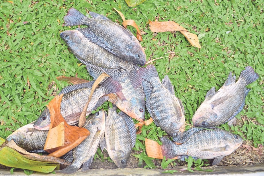 ANTARA ikan yang diternak dalam parit monsun.