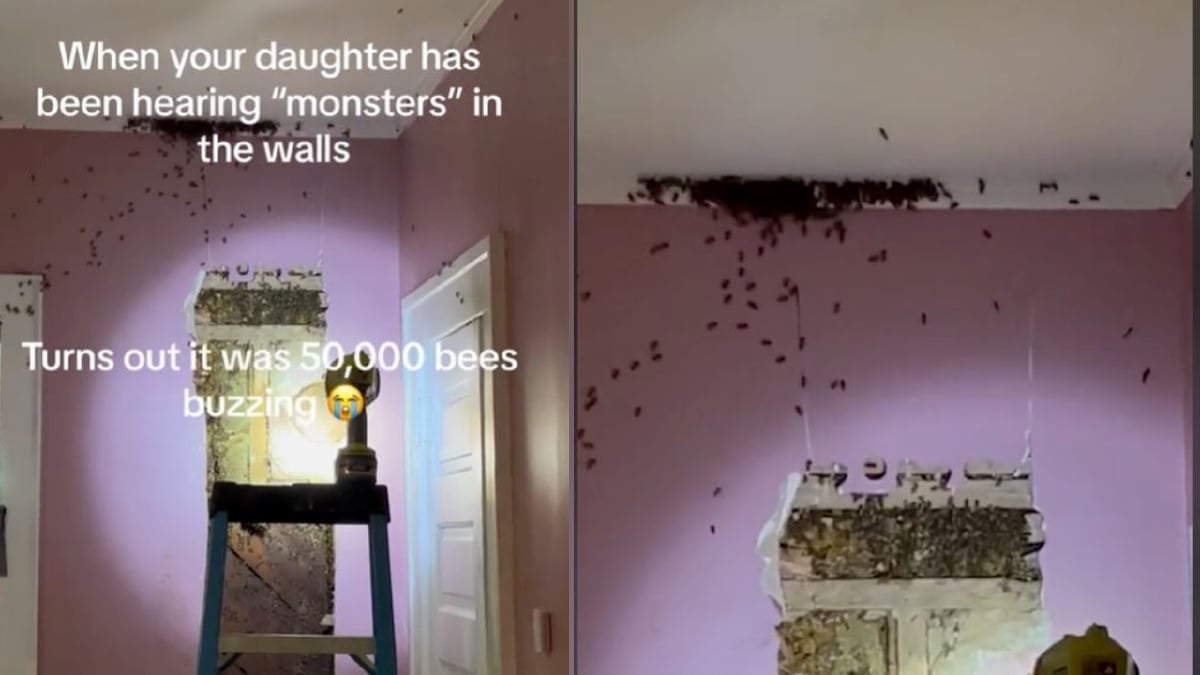KOLONI lebah ditemui dalam dinding bilik tidur kanak-kanak perempuan di North Carolina, Amerika Syarikat (AS). FOTO Agensi/TikTok classashley