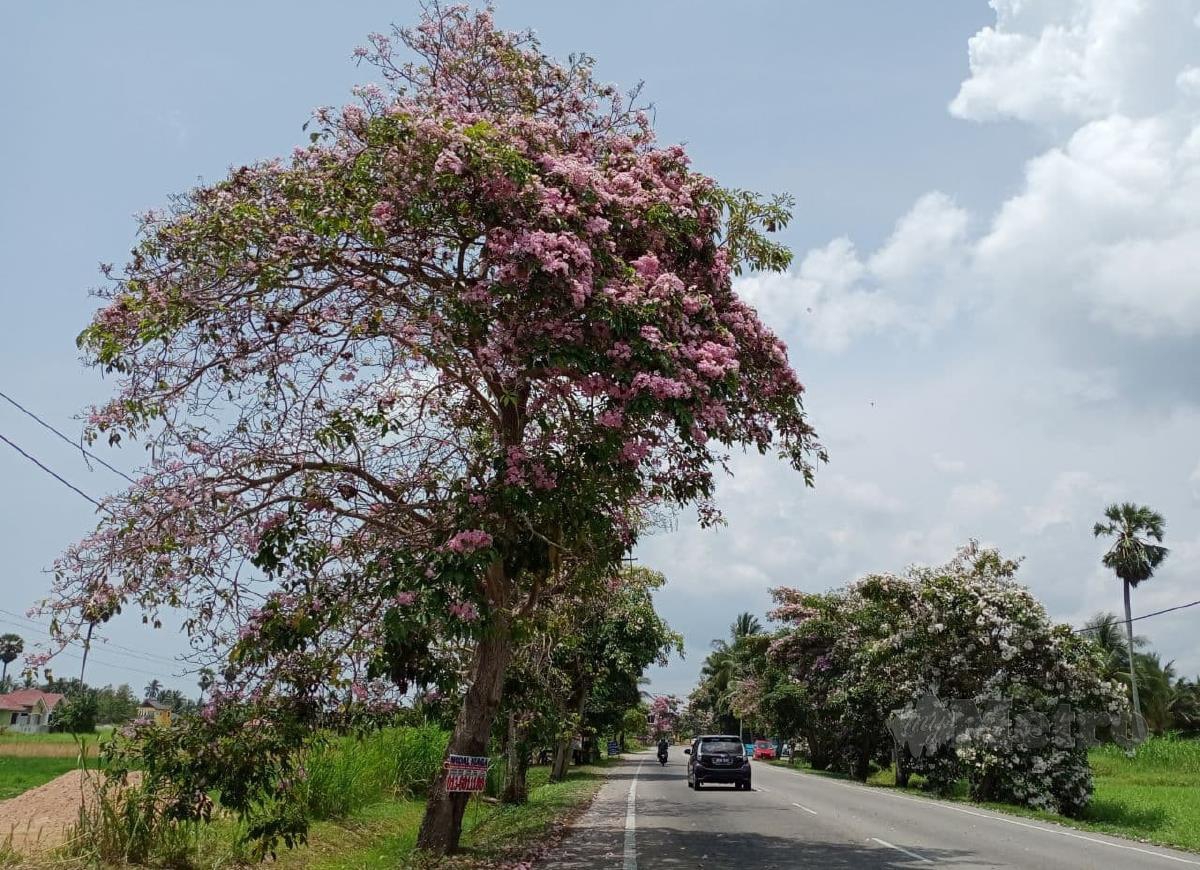 DERETAN pokok Tekoma yang berbunga di laluan Kampung Sungai- Kampung Teluk, Bachok. FOTO Nor Amalina Alias