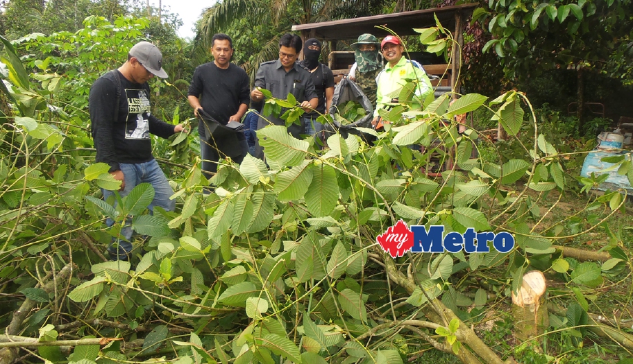 Pemadam Daerah Hulu Selangor bersama Agensi Anti Dadah Kebangsaan (AADK) memusnahkan pokok ketum. - Foto Fail