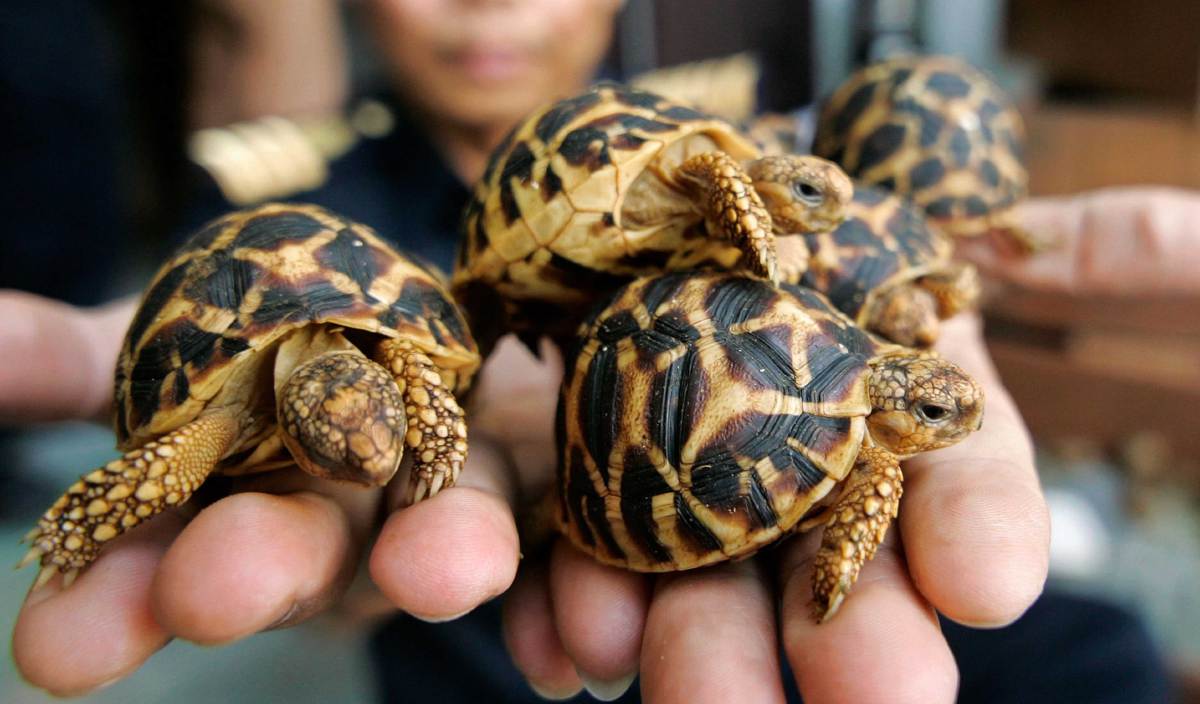 SPESIS kura-kura Indian star tortoise yang paling banyak diseludup dan dijual di pasaran gelap. FOTO EPA