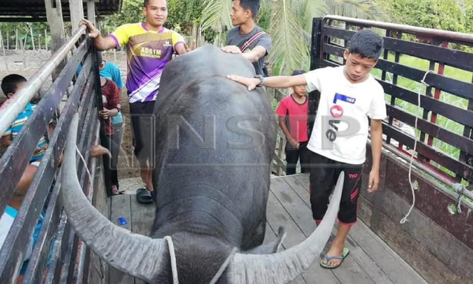 SYUKUR (kanan) menggosok belakang tongkol ketika kerbau itu dibawa naik ke atas lori untuk dibawa ke rumah rakan bapanya di Kampung Tambak Baru, Wakaf Tapai, Marang. FOTO ihsan Muhamad Alias Khamis.