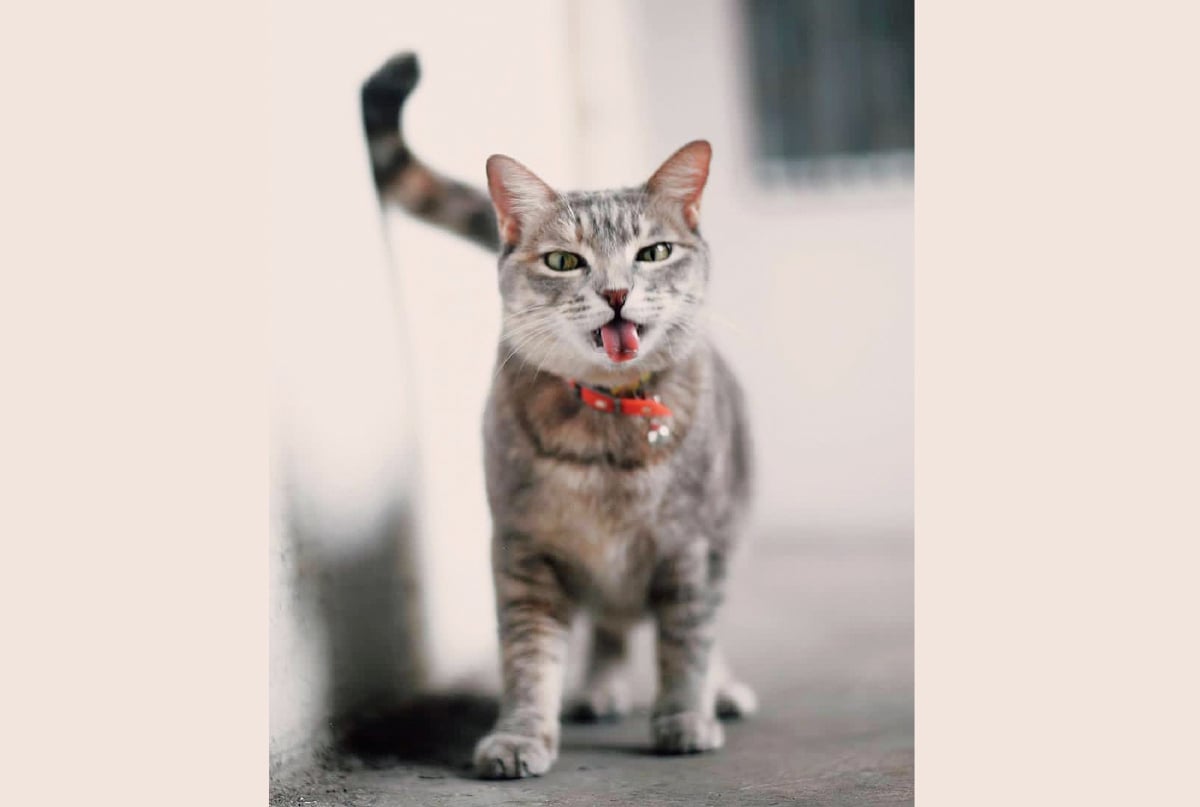 EMA menjadi kucing perliharaan Anees sejak 2014.