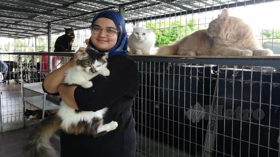 Amni Afiqah bersama kucing peliharaan yang bersaiz besar dengan berat lebih lima kilogram seekor di rumahnya di Fasa 1D2, Seri Manjung, Manjung. Foto Noor Hidayah Tanzizi