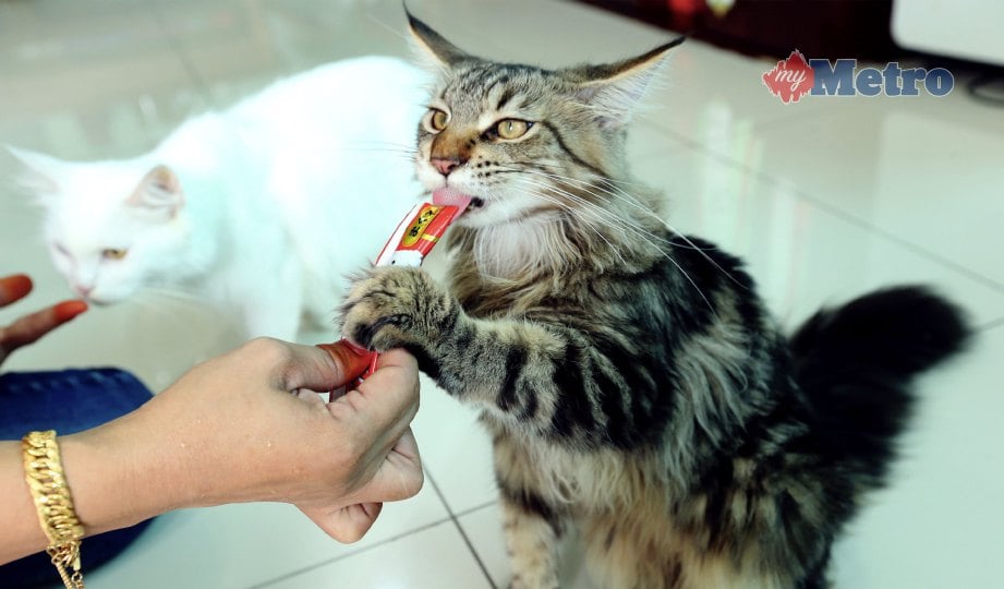 GELAGAT kucing yang dipelihara Rozita ketika diberi makan. FOTO Khairunisah Lokman