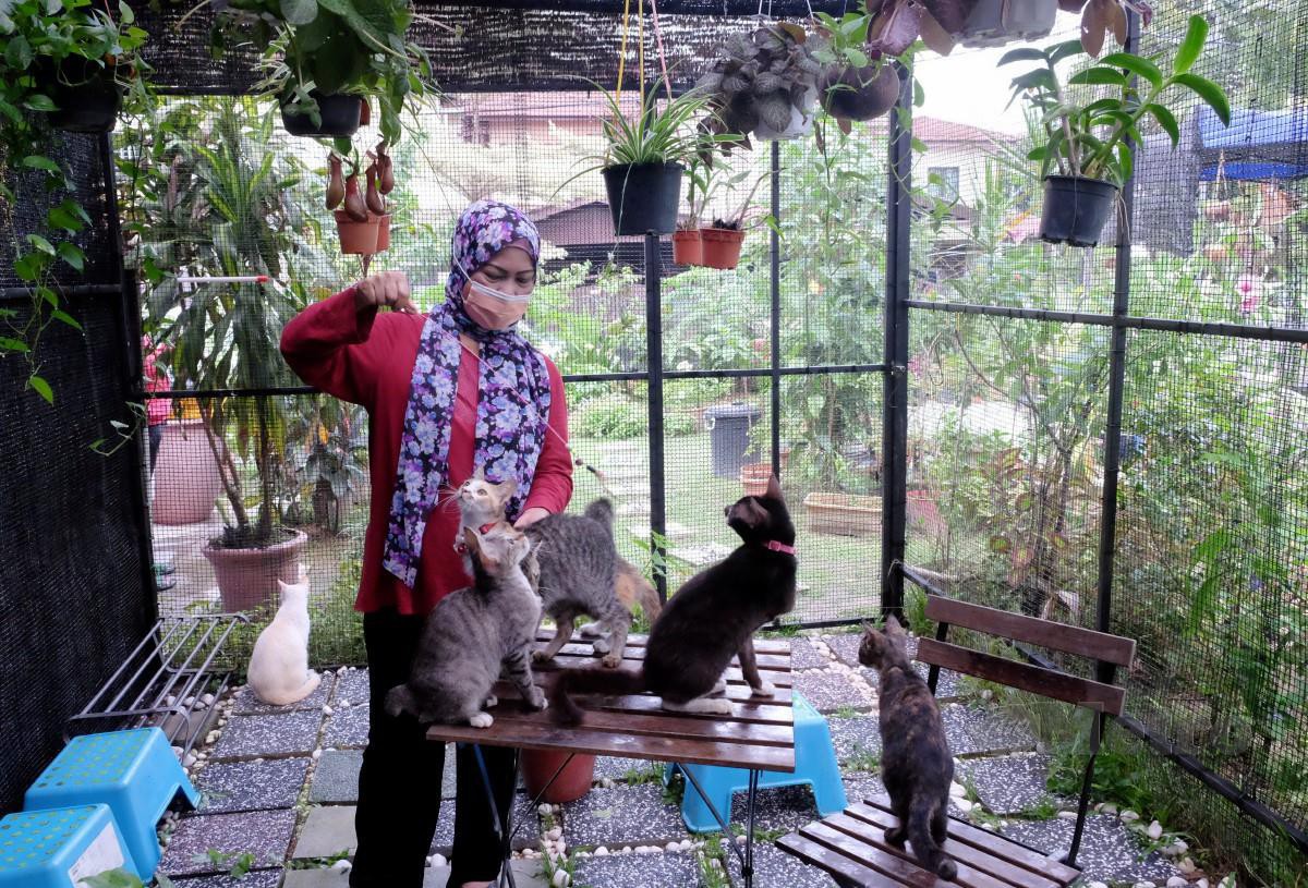 Azizah bermain dengan sebahagian kucing diselamatkannya di rumahnya di Taman Ukay Bistari, Ampang. Foto Yusni Ariffin 