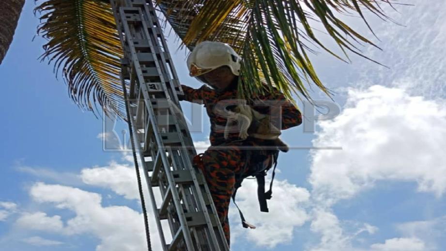 Bomba menyelamatkan kucing yang terperangkap di atas pokok kelapa. FOTO Ihsan Bomba