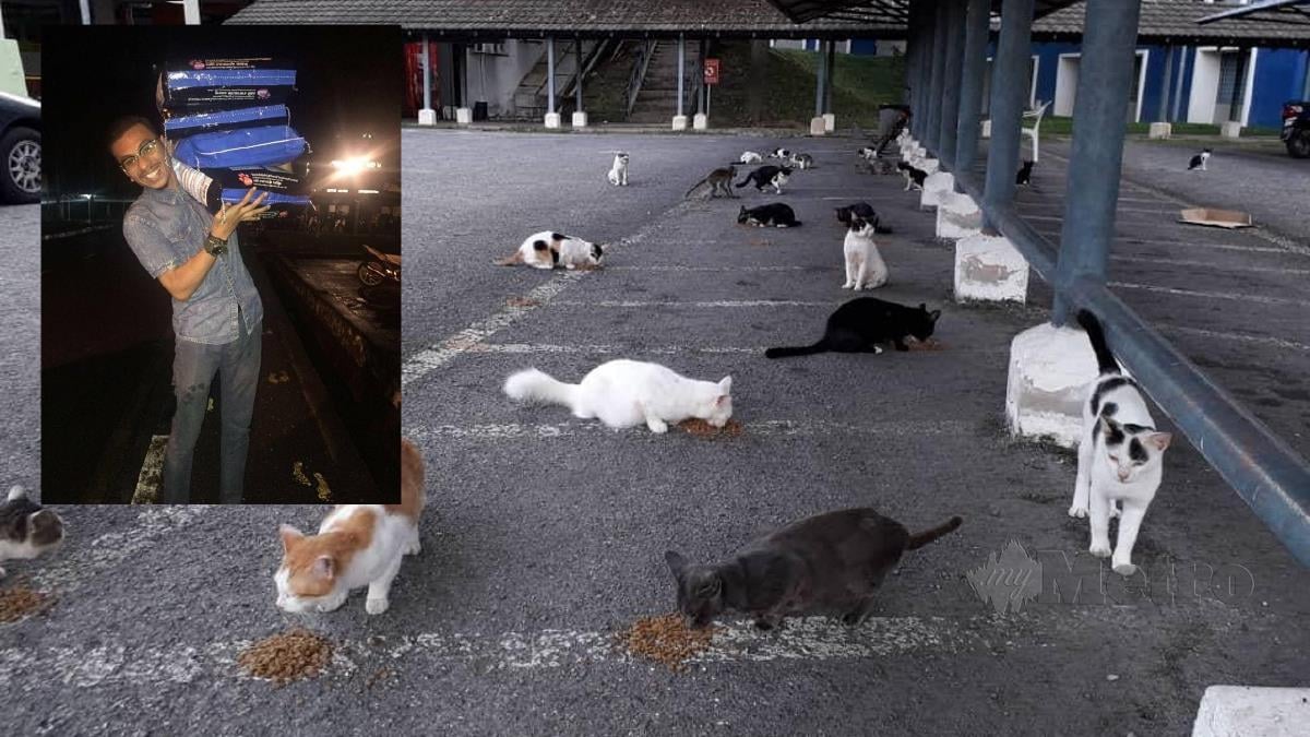 Mohd Nooralumni UUM membeli makanan  kucing (gambar kecil) dan kucing yang diberi makanan di sekitar kawasan universiti berkenaan. FOTO ihsan pembaca